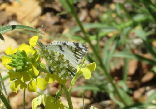 Réf. 302 705 : Euchloe crameri